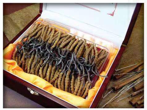 中和镇冬虫夏草回收